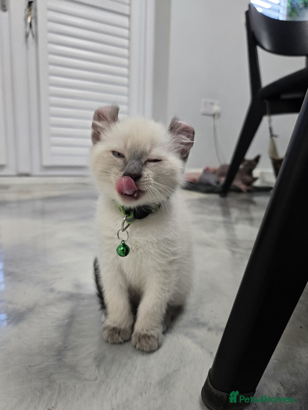 American Curl cats for sale: RARE, Unique, Affectionate American Curl Kittens!  - Advert 37