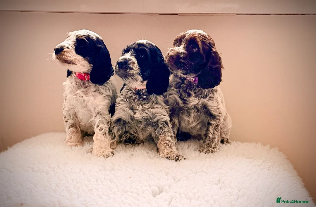 Cockapoo dogs for sale: Only 3 girls available F1 show type Cockapoo pups  - Advert 1