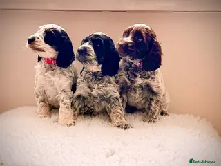 Cockapoo dogs Only 3 girls available F1 show type Cockapoo pups - Advert 3