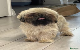 Shih Tzu dogs for sale: Shih tzu karashishi puppy  - Image 11