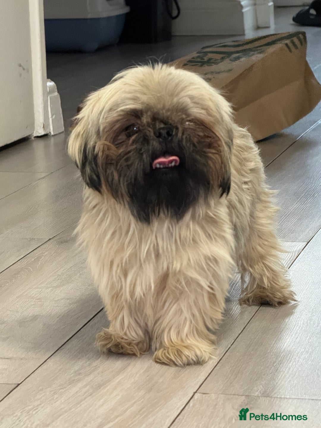 Shih Tzu dogs for sale: Shih tzu karashishi puppy  - Image 11