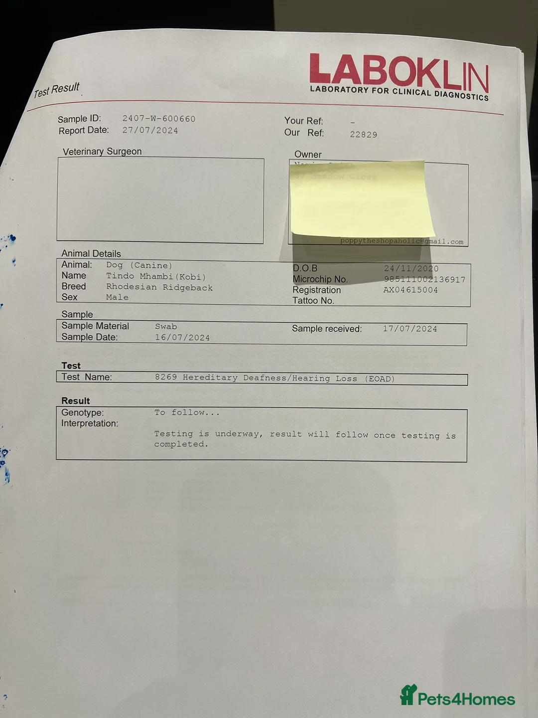 Rhodesian Ridgeback dogs for stud: Proven KC Reg Fully Health Tested RR for Stud in Bolton - Advert 27