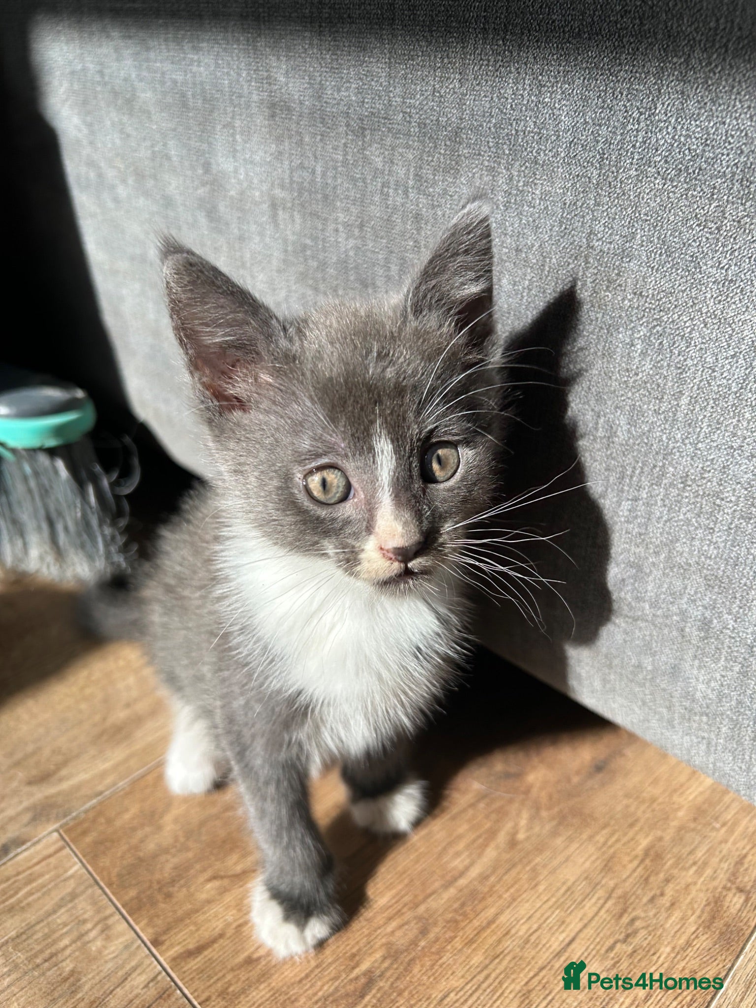 Mixed Breed cats 🚨4 Stunning Babies Ready To Leave🚨 - Advert 9