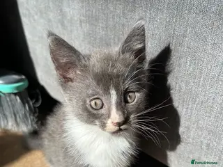 Mixed Breed cats 🚨2 GORGEOUS BABIES NEEDING HOMES🚨 - Advert 2