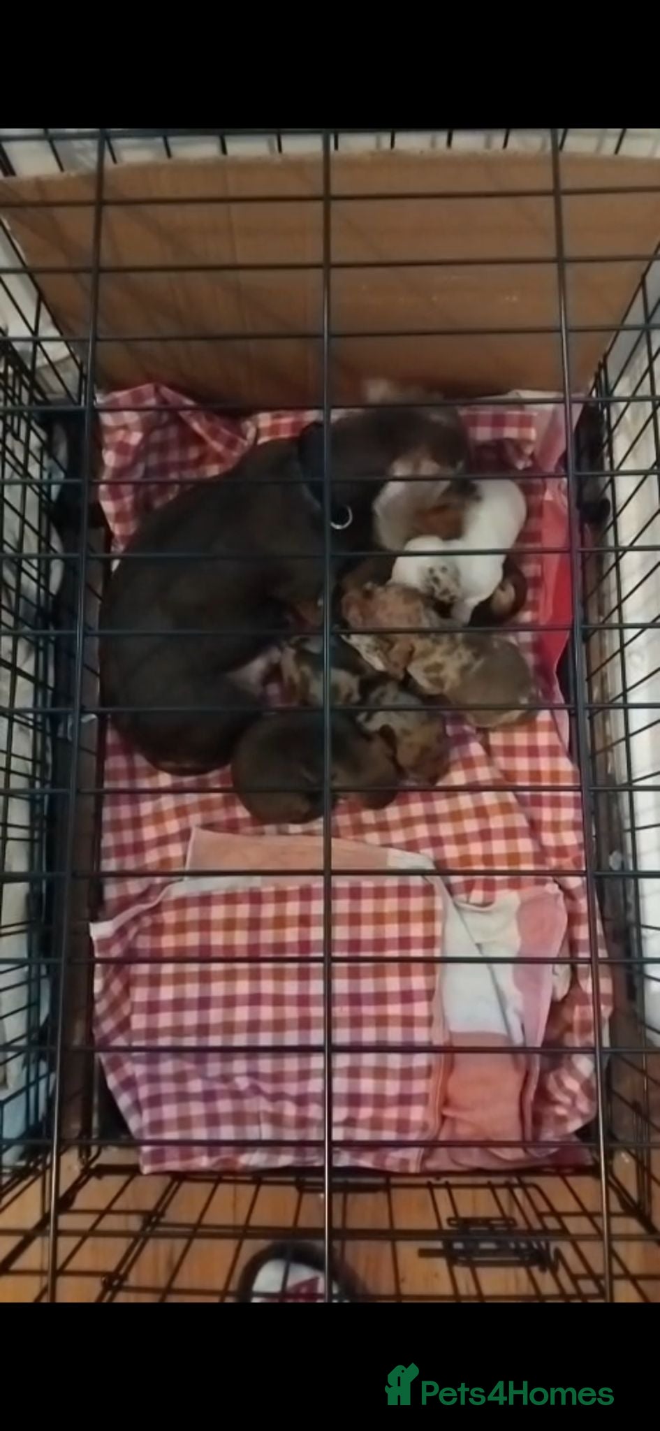 Miniature Dachshund dogs Colourful litter of 6 Dachshunds  - Advert 4
