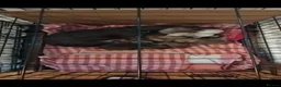 Miniature Dachshund dogs for sale: Colourful litter of 6 Dachshunds  in Burgess Hill - Advert 1
