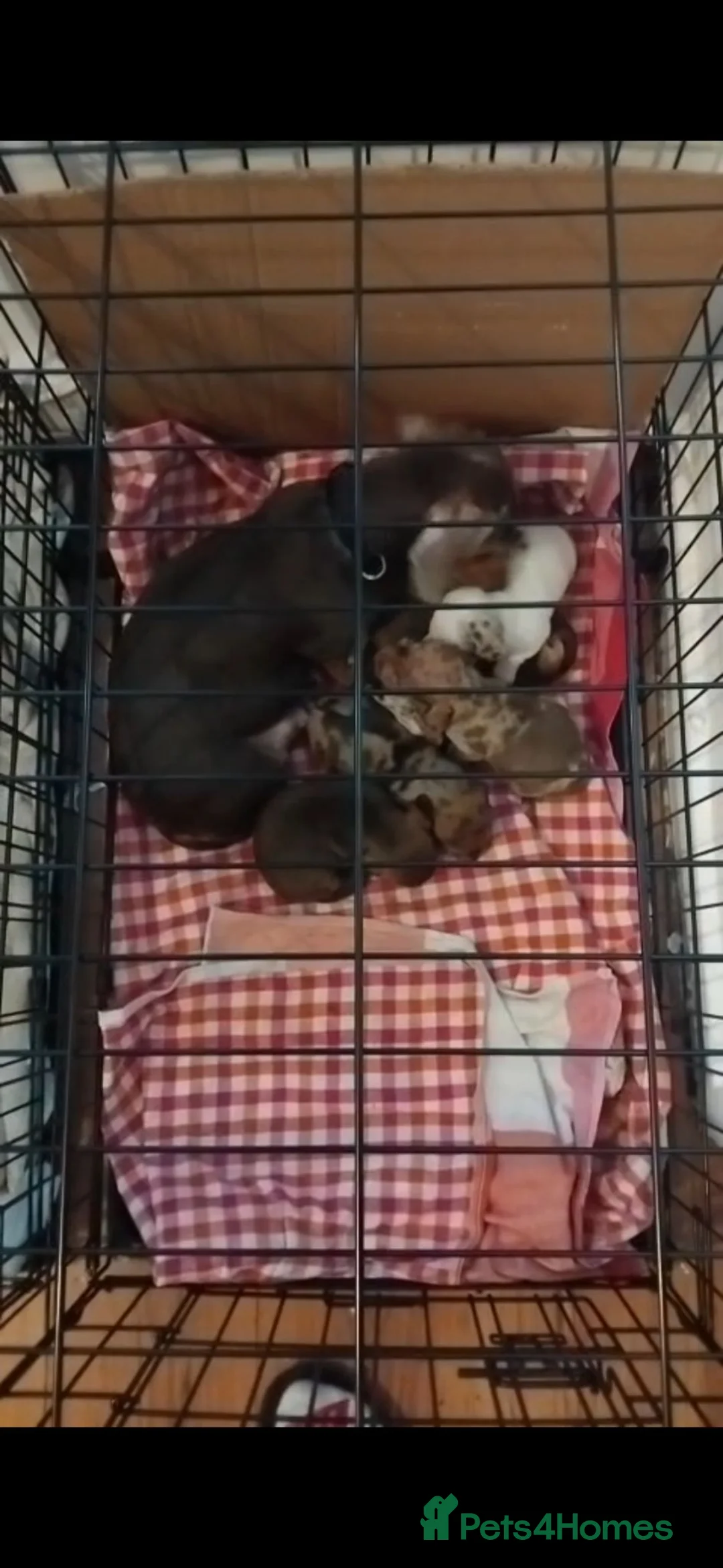 Miniature Dachshund dogs for sale: Colourful litter of 6 Dachshunds  in Burgess Hill - Advert 1