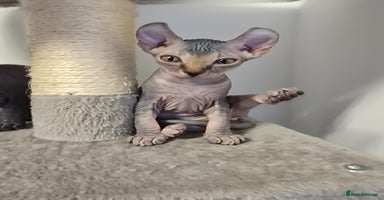 Sphynx cats - Advert 10