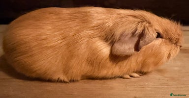 Guinea Pig rodents Beautiful Purebred Buff Guinea Pigs - Advert 16