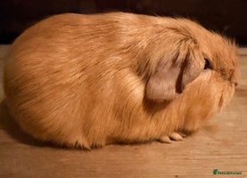 Guinea Pig rodents Beautiful Purebred Buff Guinea Pigs - Advert 16
