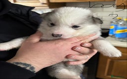 Siberian Husky dogs for sale: gorgeous huskies puppies for sale! - Image 9