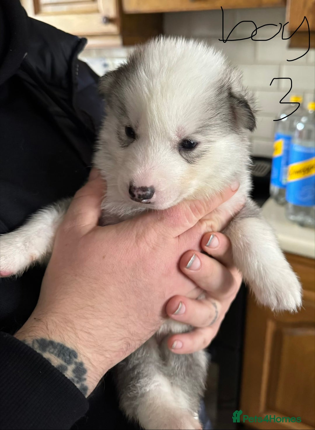 Siberian Husky dogs for sale: gorgeous huskies puppies for sale! - Image 9