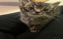 Mixed Breed cats for sale: Adorable mixed breed kittens  - Advert 22