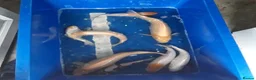 Koi Carp fish for sale: Young koi in Deeside - Advert 5