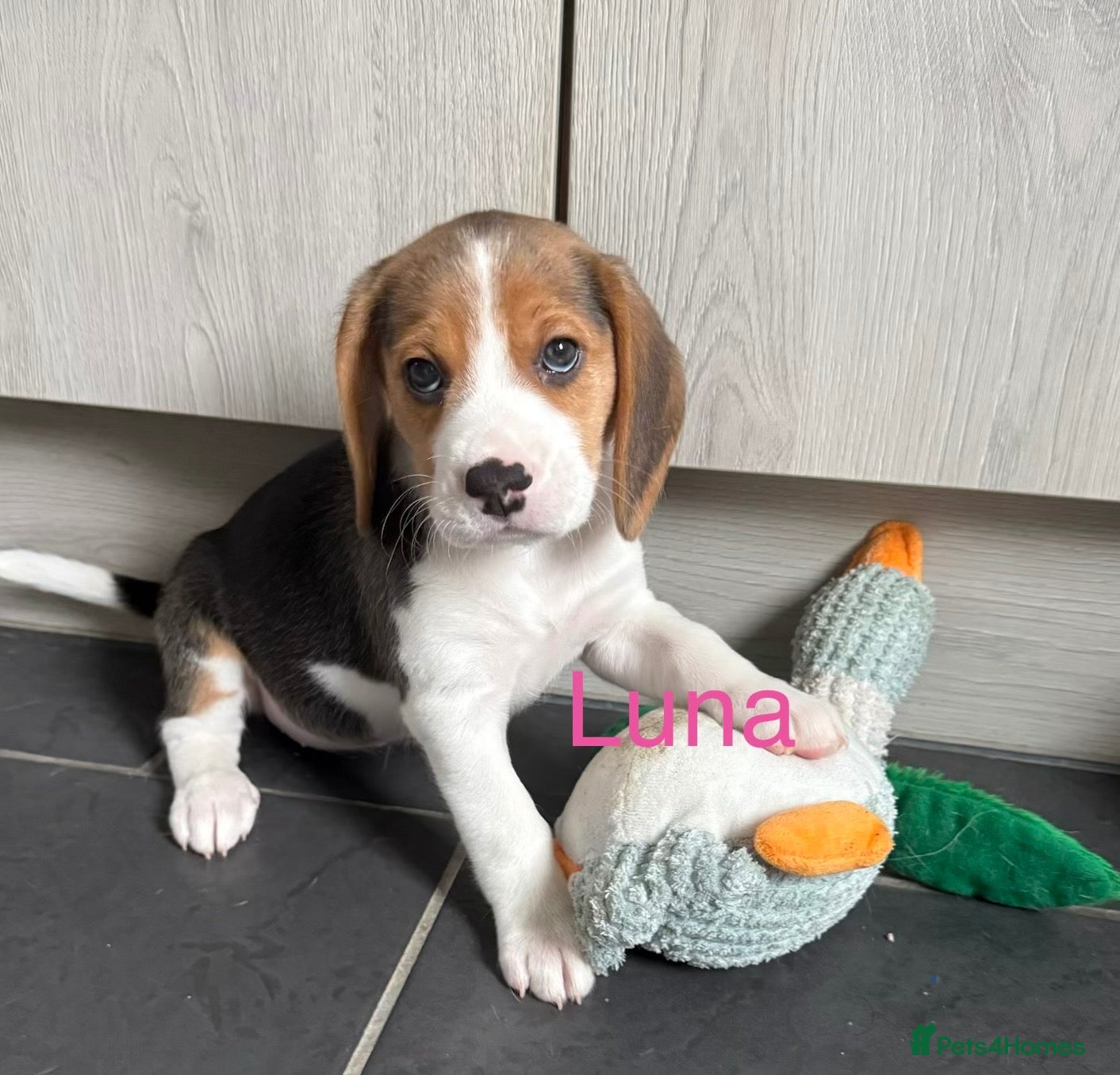 Beagle dogs for sale: Beagle puppies 🐶🐾 - Advert 6