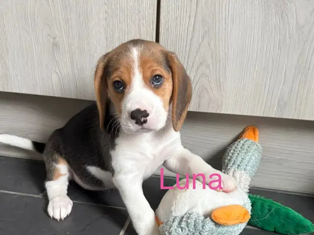 Beagle dogs for sale: Beagle puppies 🐶🐾 - Advert 6