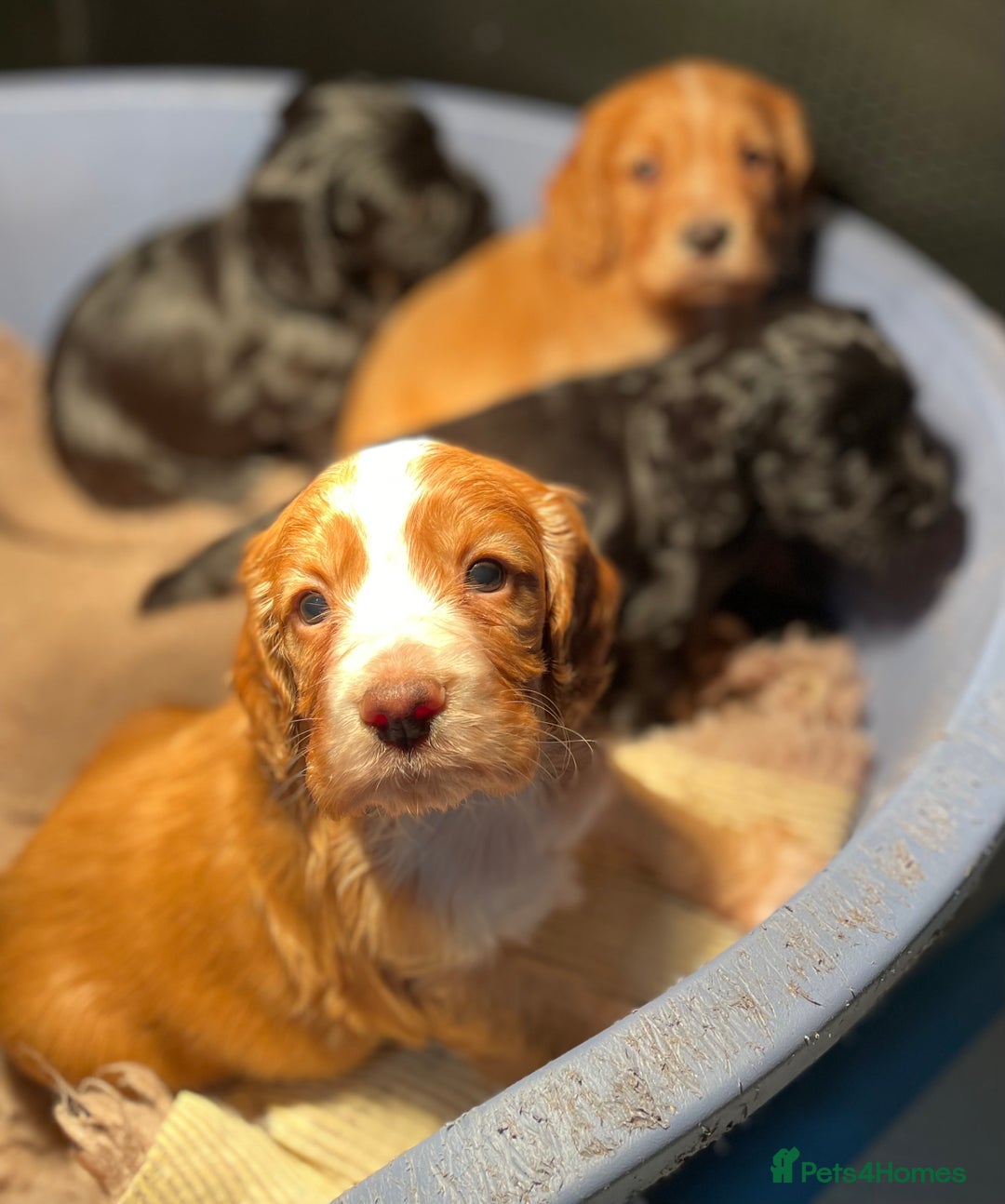 Cocker Spaniel dogs for sale: Heath Tested Working Cocker Puppies - Advert 3