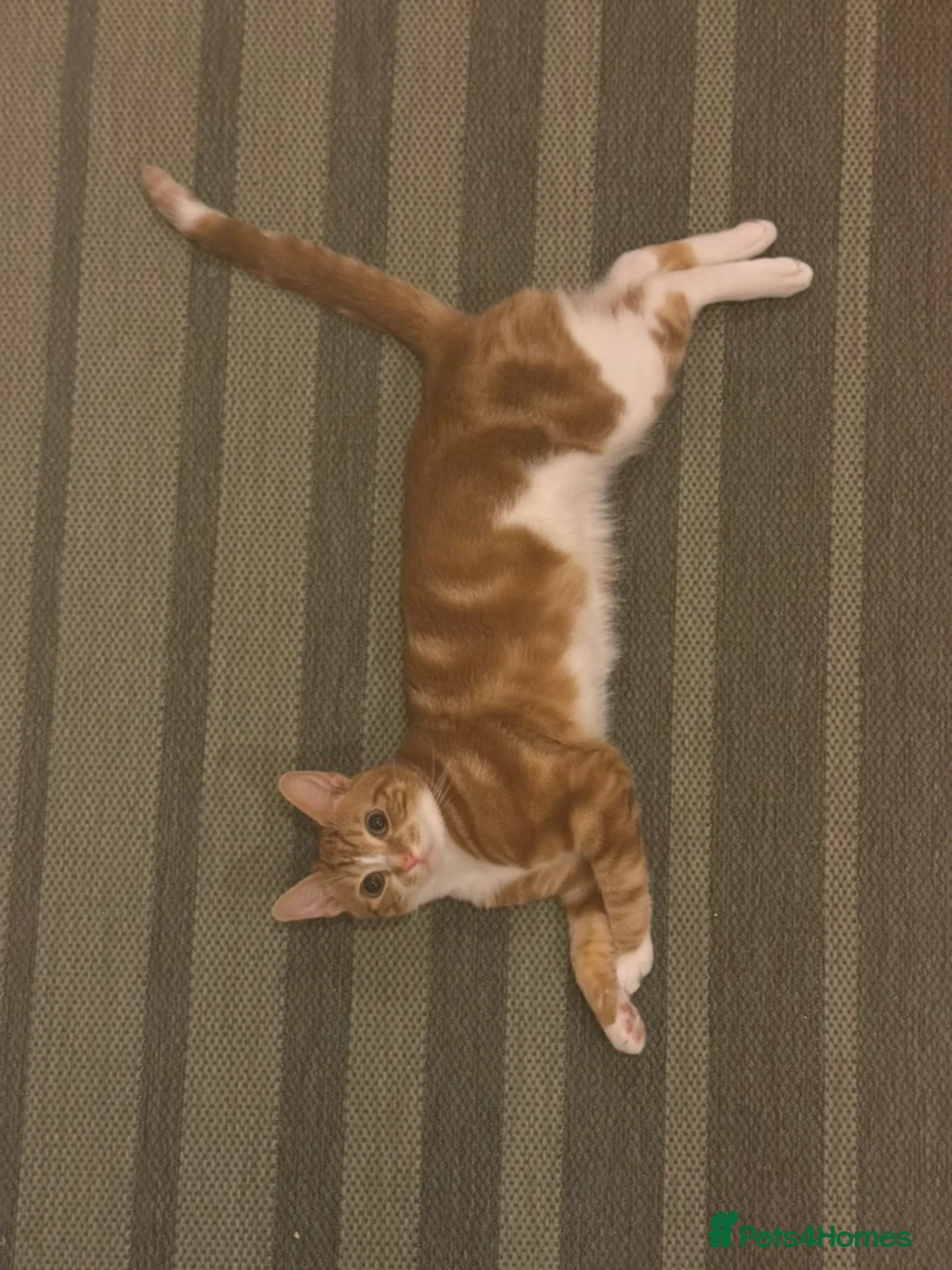 British Shorthair cats for sale: Tofu Looking for His Forever Home - Advert 2