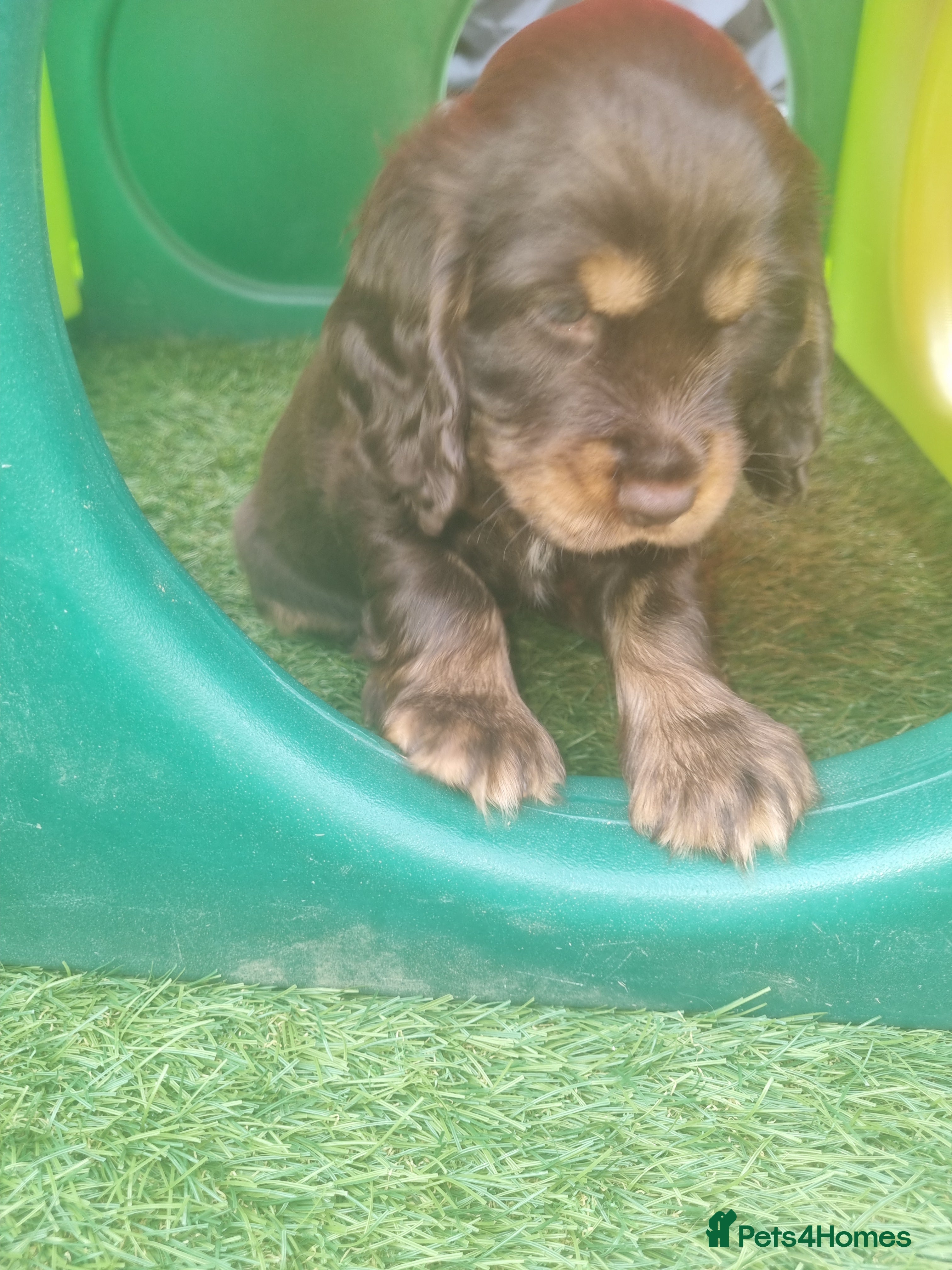 Cocker Spaniel dogs KC Registered Show cockers  - Advert 2
