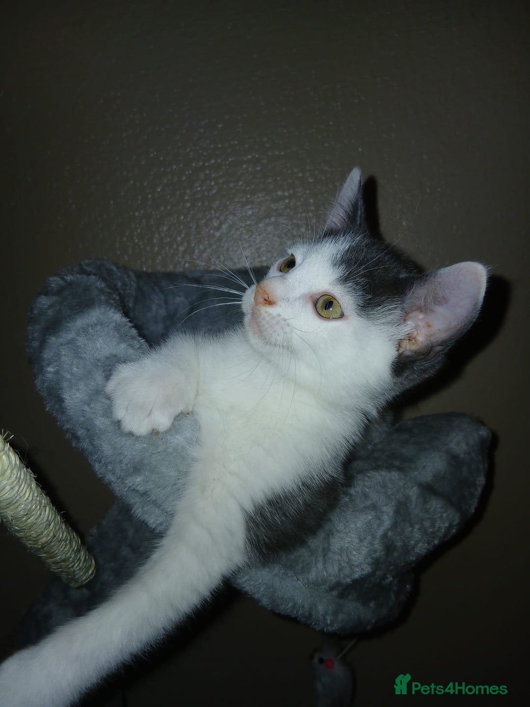 Mixed Breed cats for sale: 4 month old kitten for sale - Advert 5