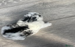 Mini Lop rabbits for sale: Pure breed Minilop babies  - Image 7