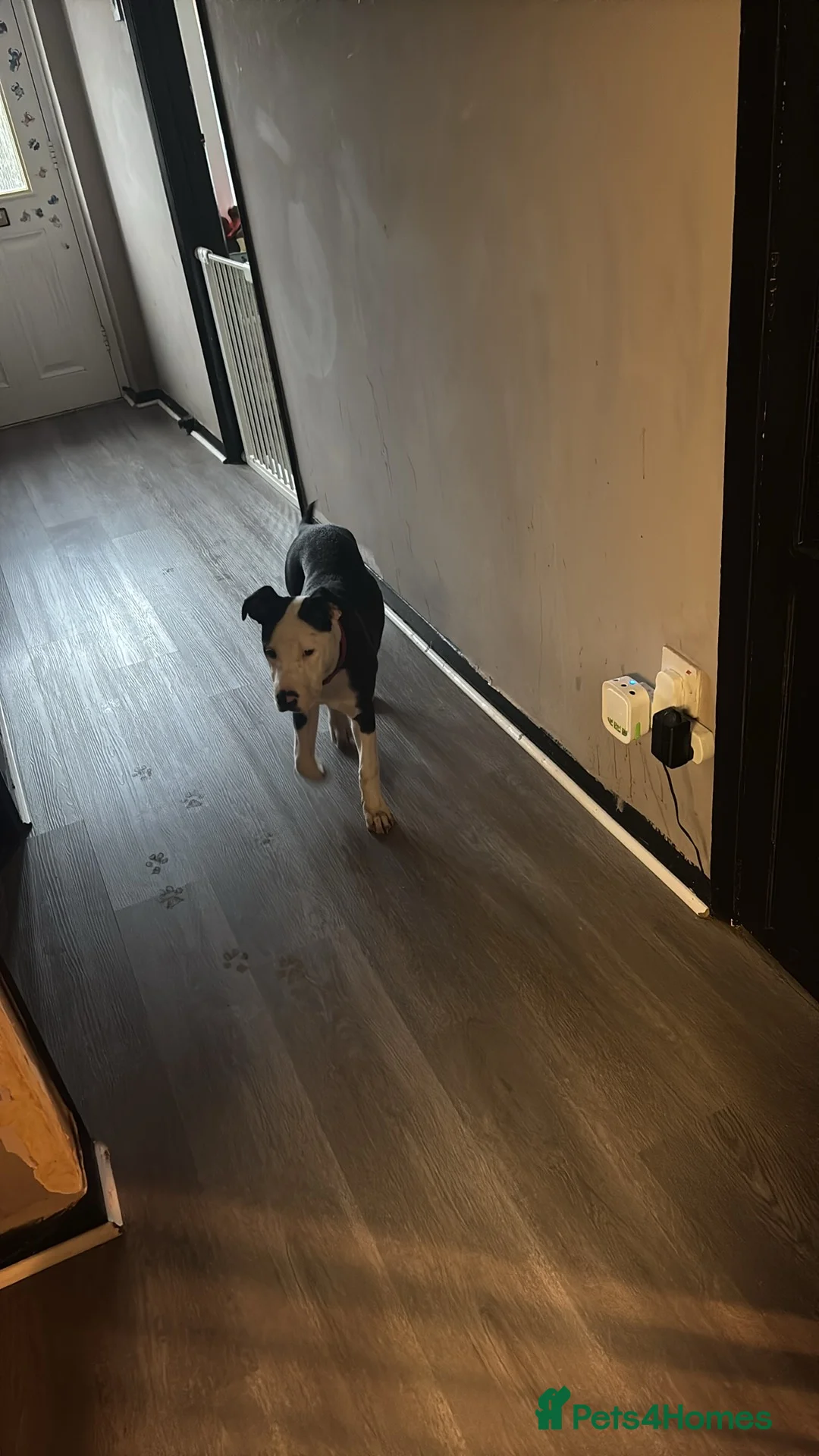 Mixed Breed dogs for sale: Bull mastiff cross staff female  - Advert 11