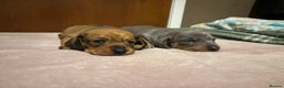 Miniature Dachshund dogs for sale: Miniature dachshund (1 girl left) - Advert 4
