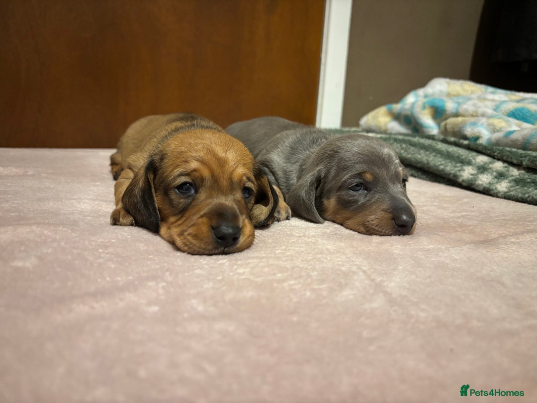 Miniature Dachshund dogs for sale: Miniature dachshund (1 girl left) - Advert 4