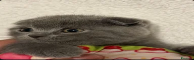 Scottish Fold 3
