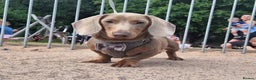 Miniature Dachshund dogs for stud: **RogueRoyales Hennessy** PRA Clear Isabella & Tan in Wolverhampton - Advert 2