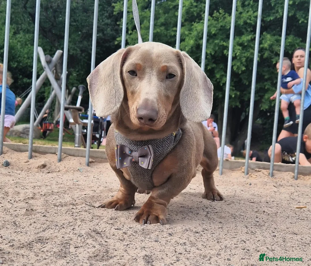 Miniature Dachshund dogs for stud: **RogueRoyales Hennessy** PRA Clear Isabella & Tan in Wolverhampton - Advert 2