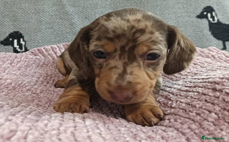 Miniature Dachshund dogs - Advert 1