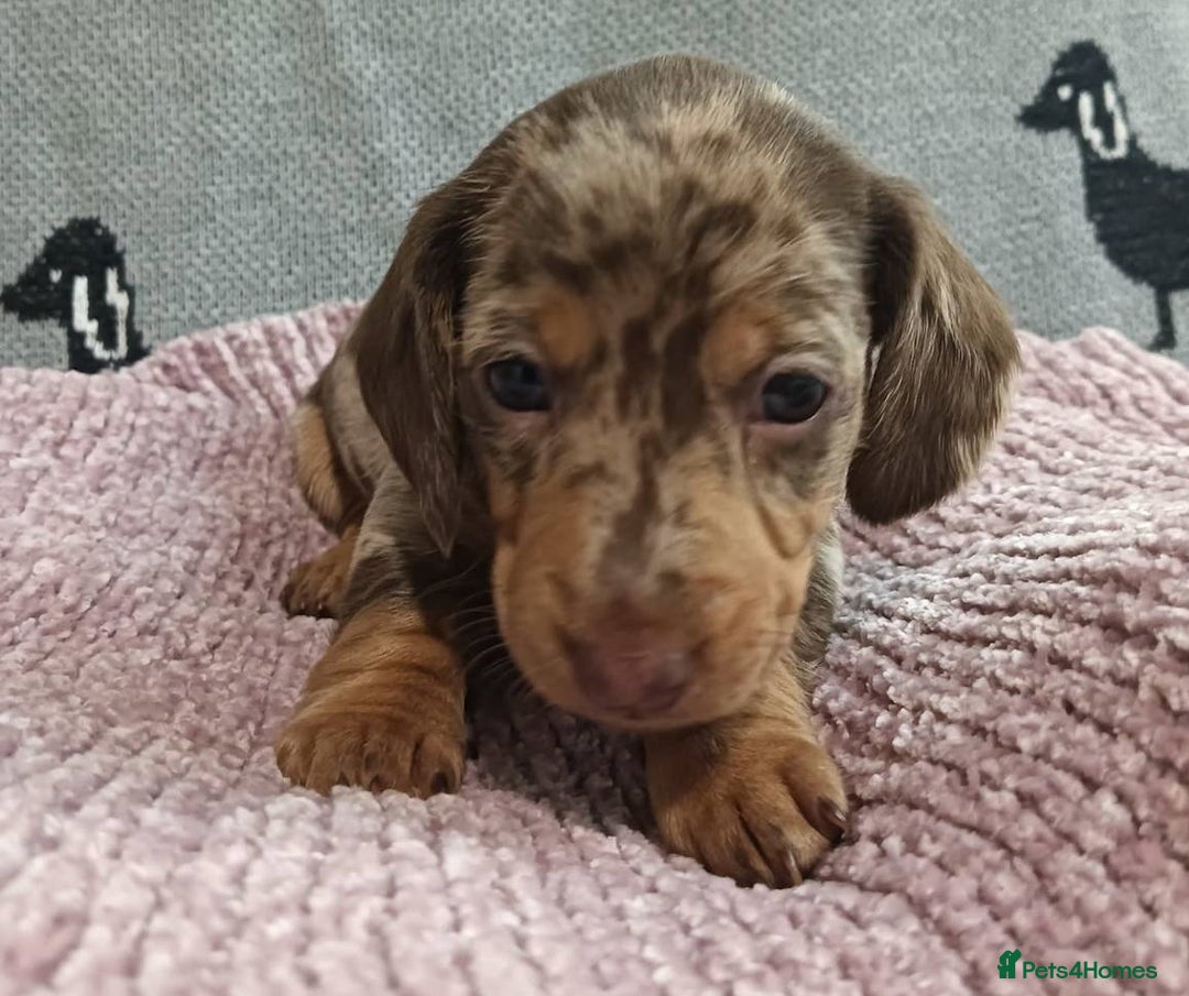 Miniature Dachshund dogs for sale: Talented dapple mini sausages for sale - Image 1