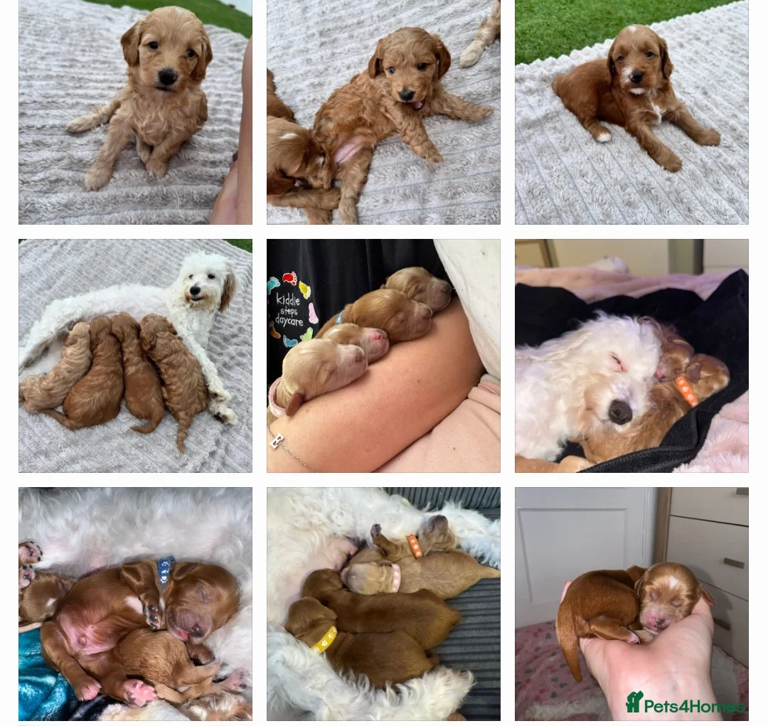 Cockapoo dogs for stud: F1 cocapoo well Proven extensively health tested in Bromley - Advert 19