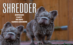 French Bulldog dogs for stud: NEWSHADE FULL FLUFFY STUD  - Image 1