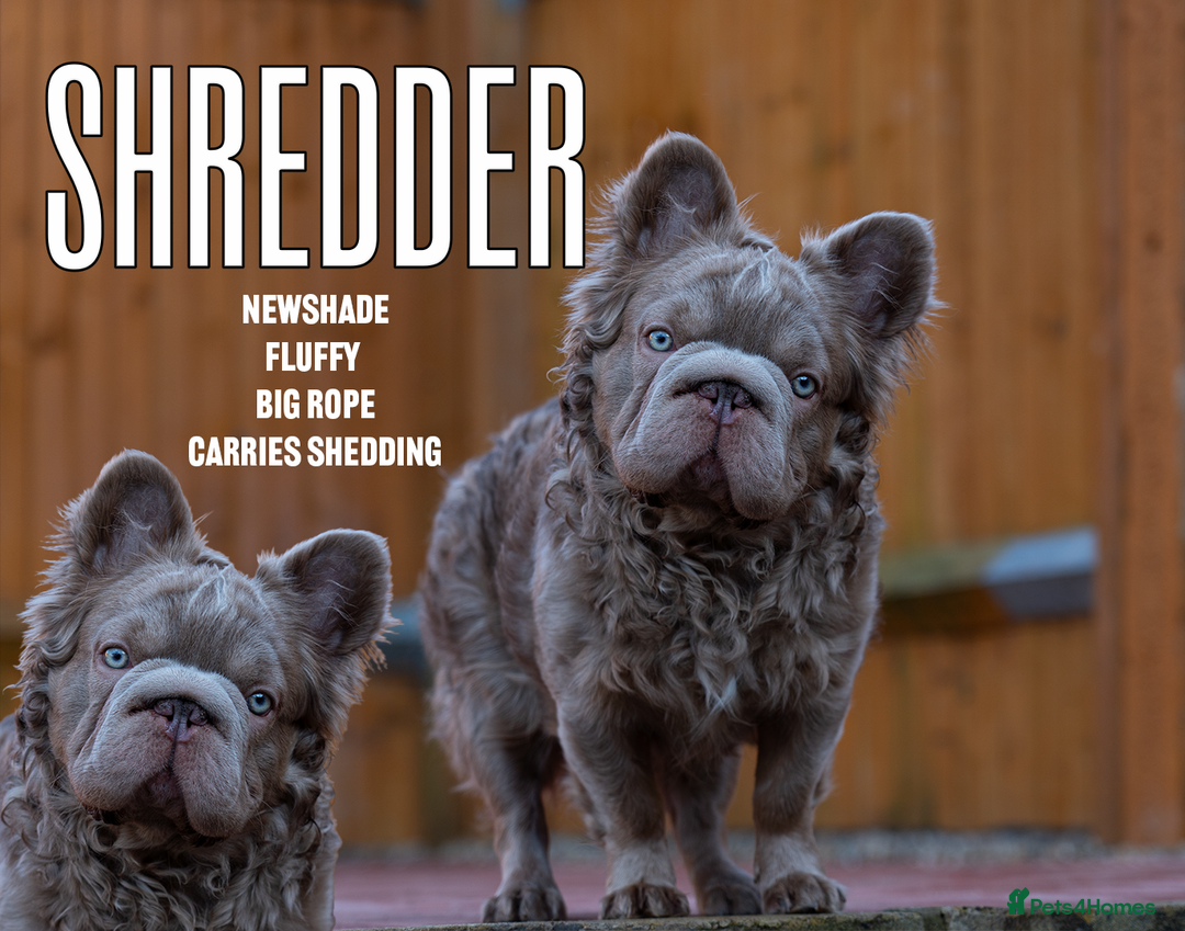 French Bulldog dogs for stud: NEWSHADE FULL FLUFFY STUD  - Image 1