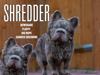 French Bulldog dogs NEWSHADE FULL FLUFFY STUD - Advert 12