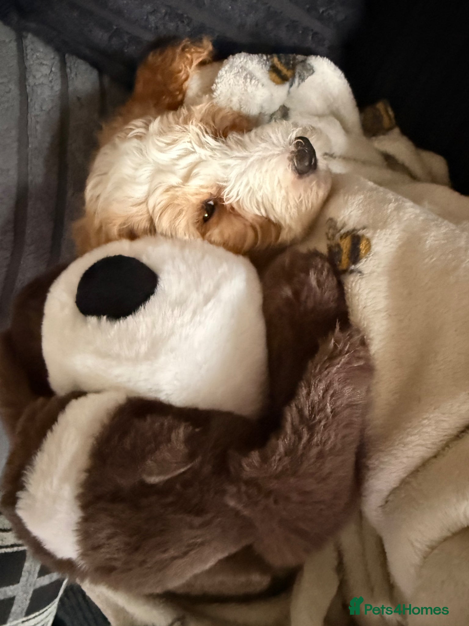 Cockapoo dogs Cockapoo - Advert 1