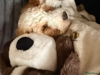 Cockapoo dogs Cockapoo - Advert 14