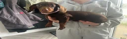 Dachshund dogs for sale: 5 month old monitor Dashund  in Rochdale - Advert 1