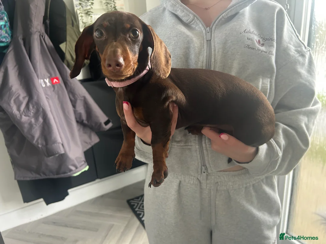 Dachshund dogs for sale: 5 month old monitor Dashund  in Rochdale - Advert 1