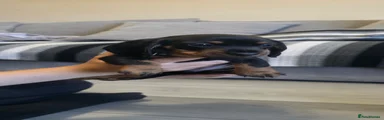 Dachshund 1