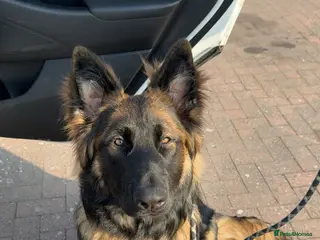 Mixed Breed dogs Buddy Shepnois - Advert 1