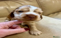 Cocker Spaniel dogs for sale: 4⭐️Licensed KC Reg English Show Cocker Spaniel - Image 13