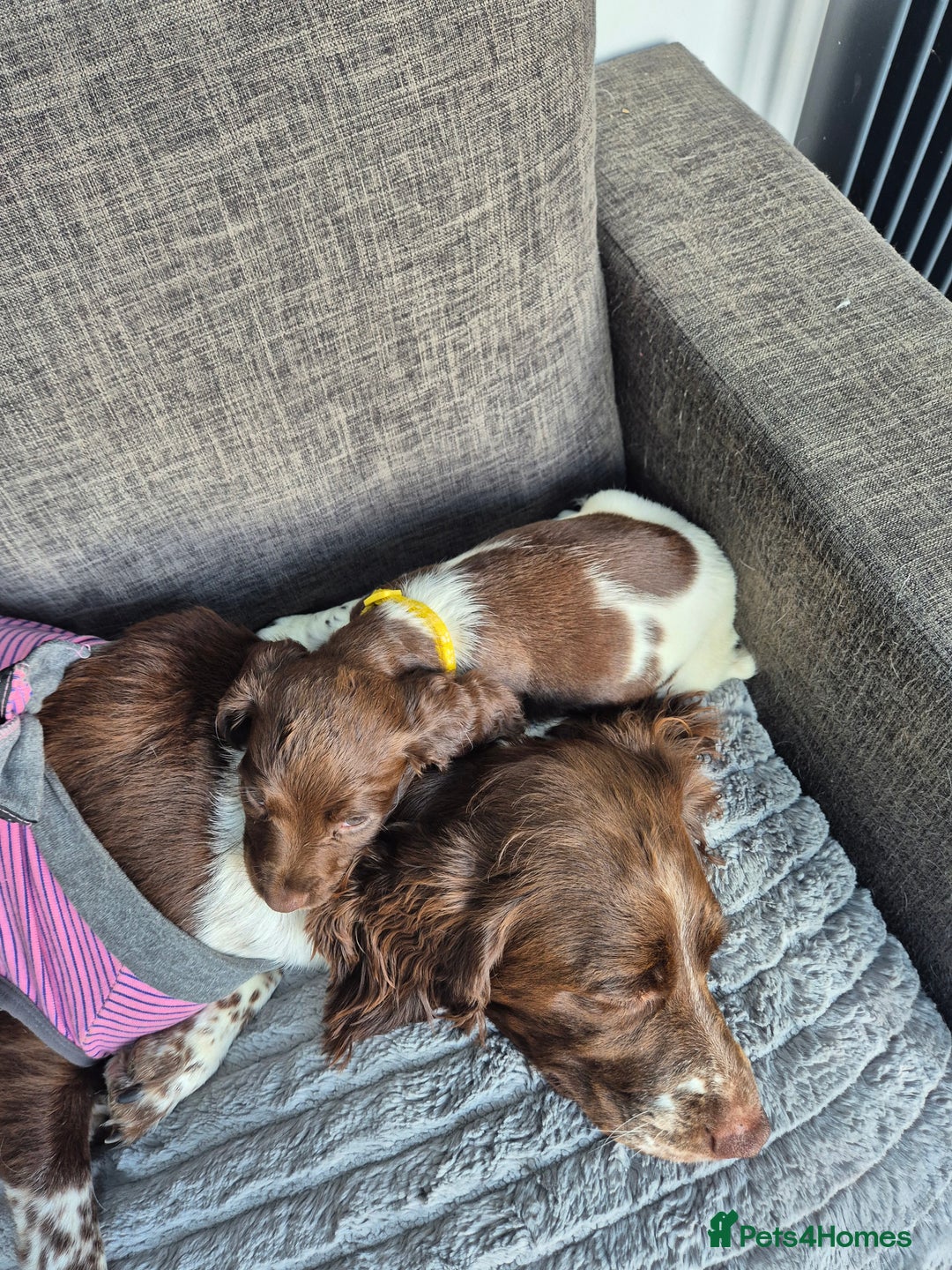 English Springer Spaniel dogs for sale: Springer spaniel puppies - Image 6