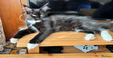 Maine Coon cats - Advert 15