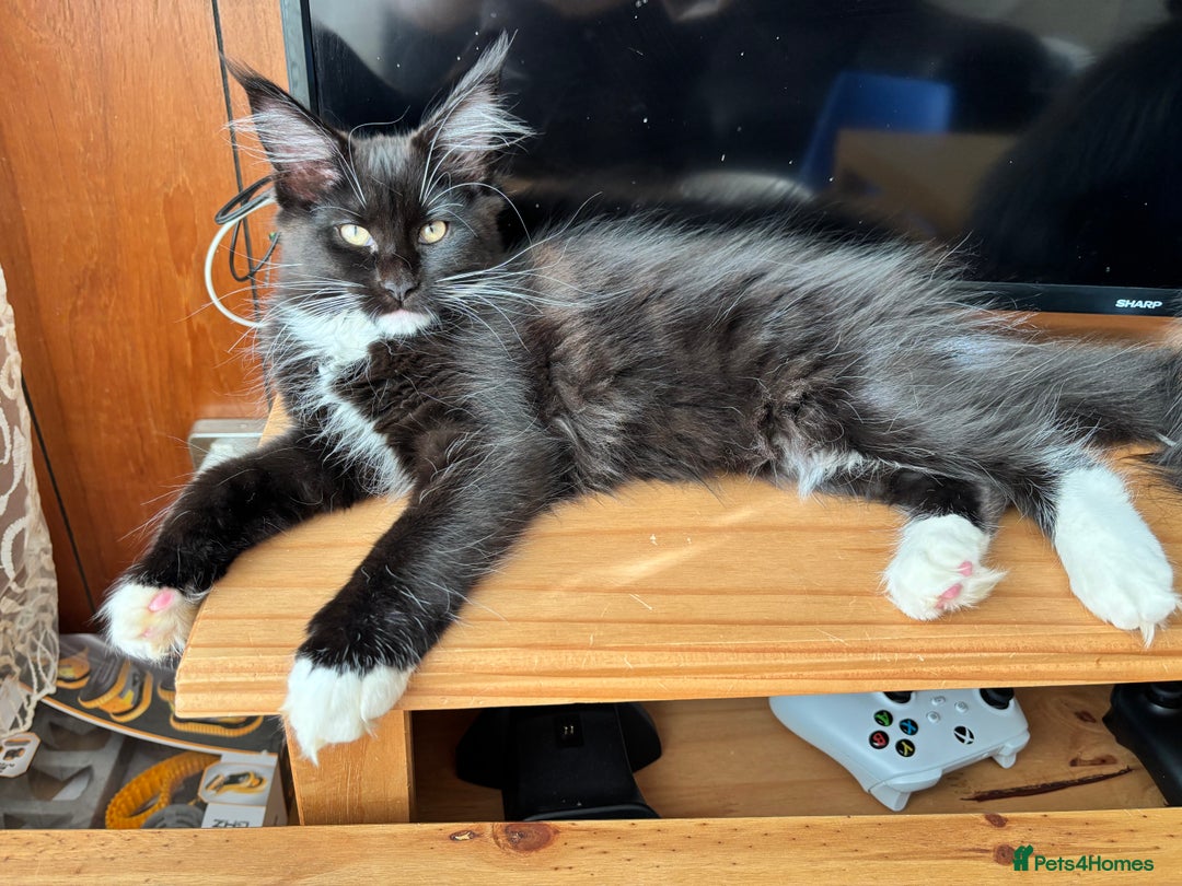 Maine Coon cats for sale: 2 amazing Maine Coon girls💞💞💞 - Image 3