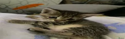 Mixed Breed cats for sale: 5 beautiful kittens - Advert 5
