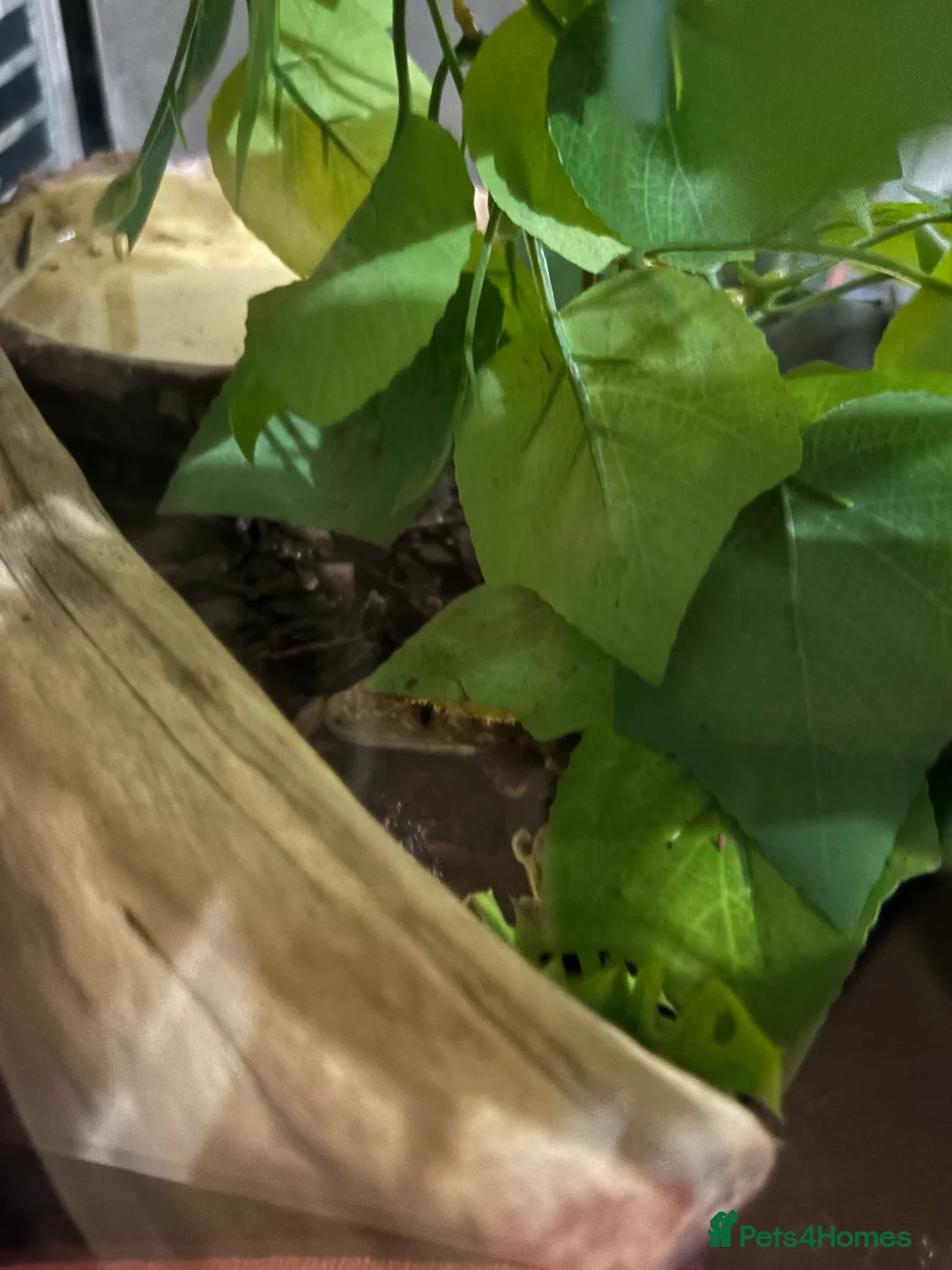 Gecko reptiles for sale: Lily white crested gecko  - Advert 3