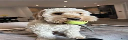Cockapoo dogs for sale: Red and apricot miniature Cockapoo puppies  in Denbigh - Advert 9